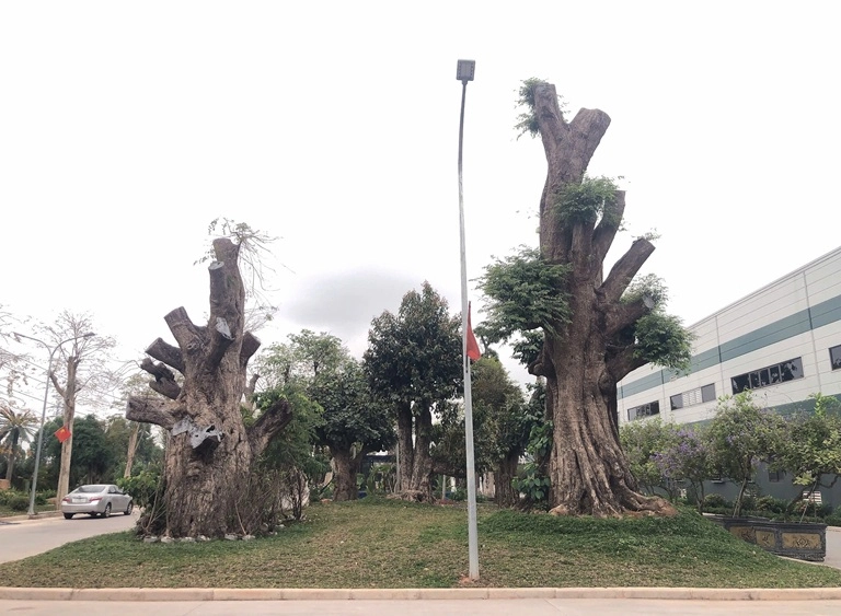 Dự án Nhà máy may Cầu Sen – Lục Nam – TP. Bắc Giang